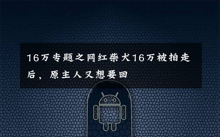 16万专题之网红柴犬16万被拍走后,原主人又想要回