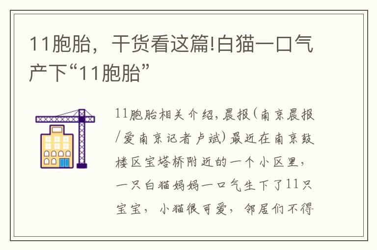 11胞胎，干货看这篇!白猫一口气产下“11胞胎”