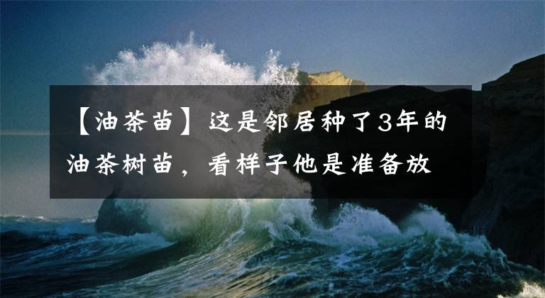 【油茶苗】这是邻居种了3年的油茶树苗,看样子他是准备放弃了