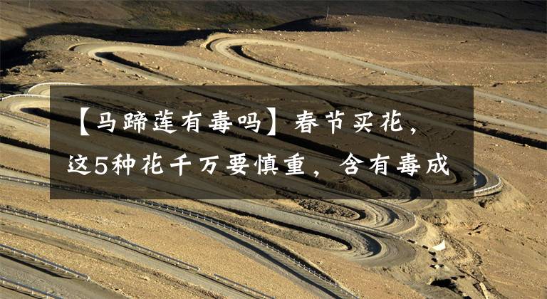 【马蹄莲有毒吗】春节买花,这5种花千万要慎重,含有毒成分