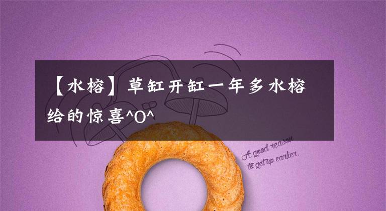 【水榕】草缸开缸一年多水榕给的惊喜^O^