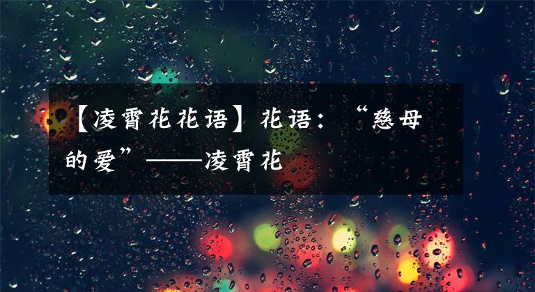【凌霄花花语】花语:“慈母的爱”——凌霄花