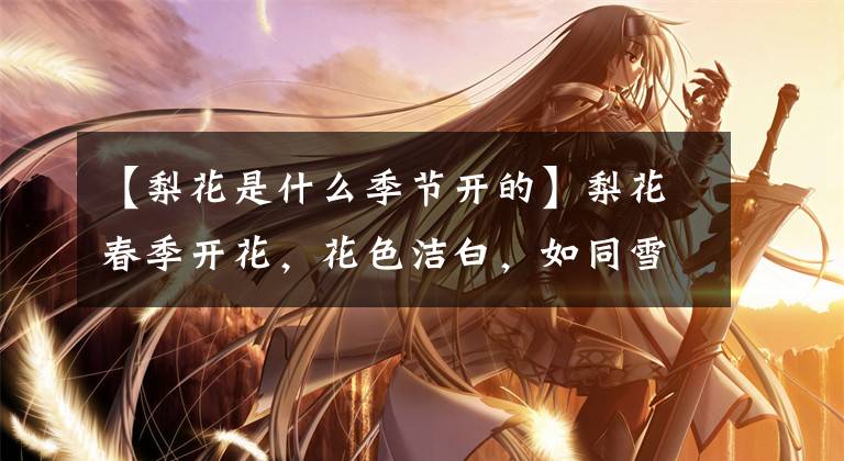 【梨花是什么季节开的】梨花春季开花,花色洁白,如同雪花,具有浓烈香味