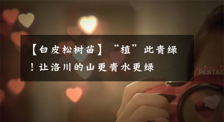 【白皮松树苗】“植”此青绿！让洛川的山更青水更绿