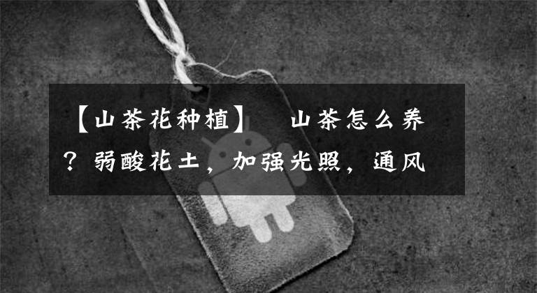 【山茶花种植】​山茶怎么养？弱酸花土，加强光照，通风，最好喷水保湿