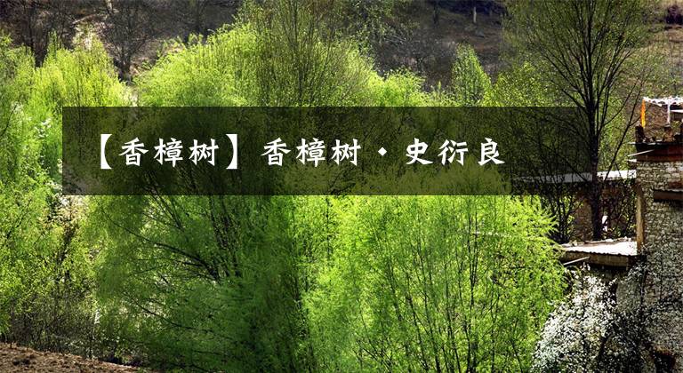 【香樟树】香樟树·史衍良