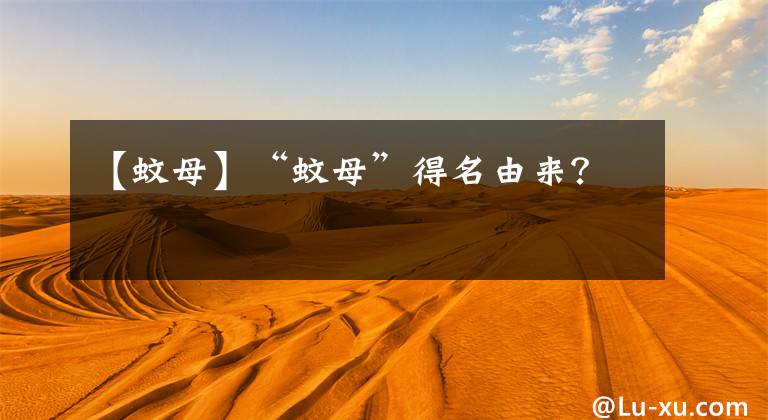 【蚊母】“蚊母”得名由来？
