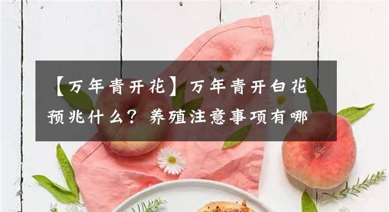 【万年青开花】万年青开白花预兆什么？养殖注意事项有哪些？