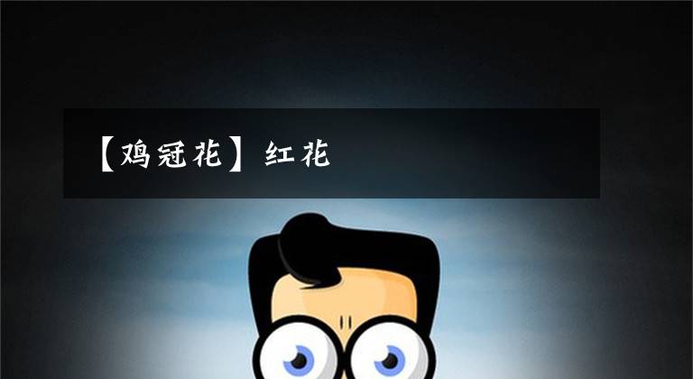 【鸡冠花】红花