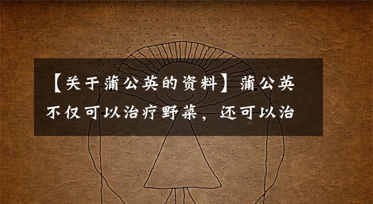 【关于蒲公英的资料】蒲公英不仅可以治疗野菜,还可以治疗喉咙痛!