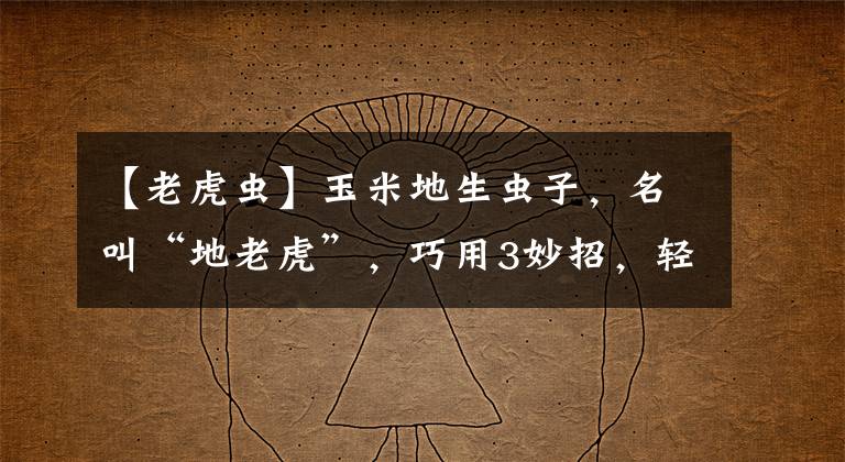 【老虎虫】玉米地生虫子,名叫“地老虎”,巧用3妙招,轻松灭害虫