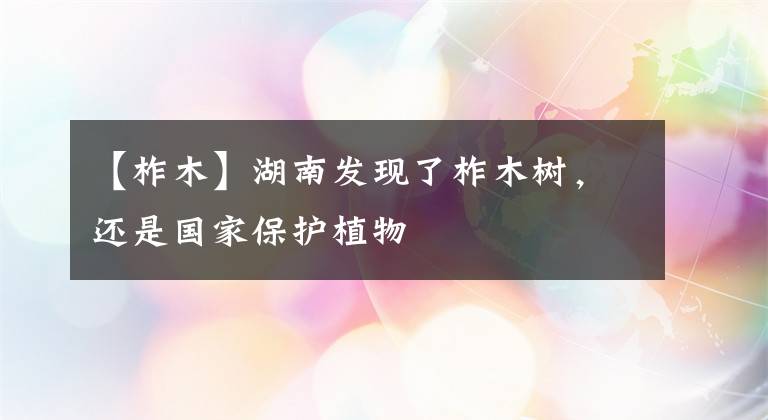 【柞木】湖南发现了柞木树,还是国家保护植物