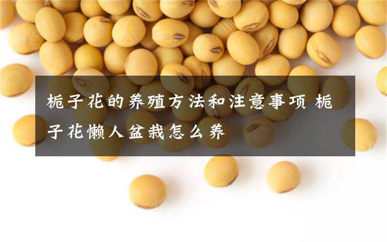 栀子花的养殖方法和注意事项 栀子花懒人盆栽怎么养