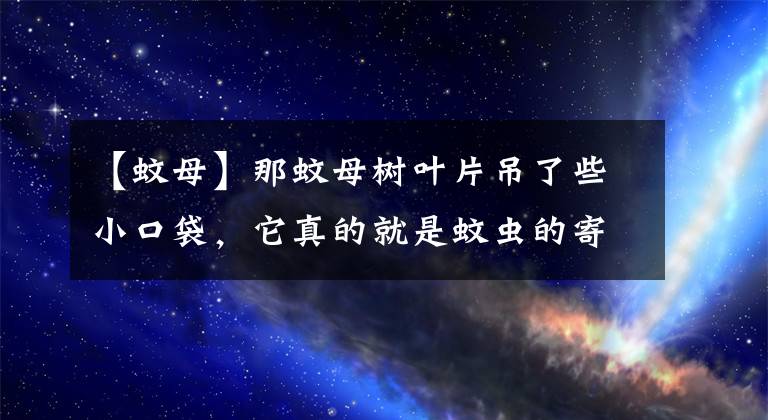 【蚊母】那蚊母树叶片吊了些小口袋，它真的就是蚊虫的寄生体吗？