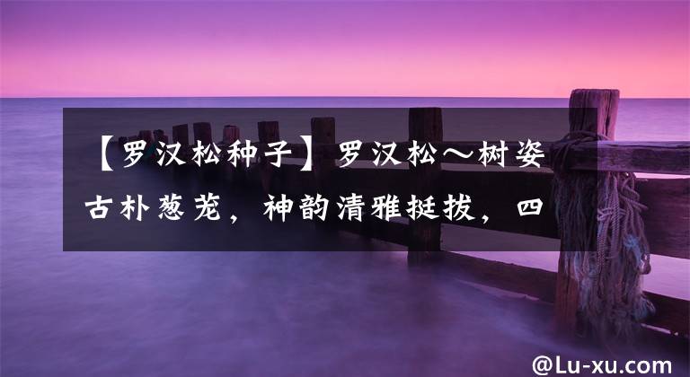 【罗汉松种子】罗汉松～树姿古朴葱茏，神韵清雅挺拔，四季青翠，深得人们喜爱