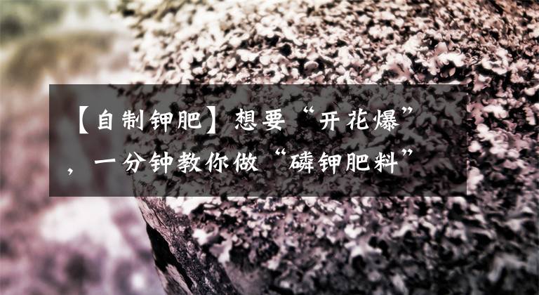 【自制钾肥】想要“开花爆”,一分钟教你做“磷钾肥料”