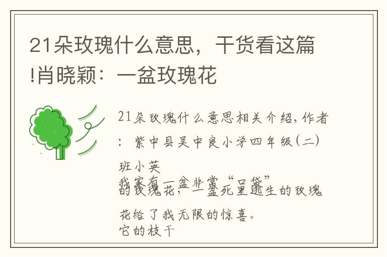 21朵玫瑰什么意思,干货看这篇!肖晓颖:一盆玫瑰花