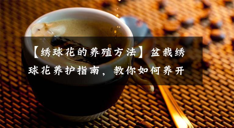 【绣球花的养殖方法】盆栽绣球花养护指南,教你如何养开花,怎么施肥和度夏