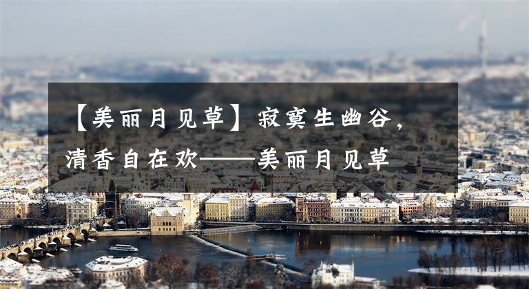 【美丽月见草】寂寞生幽谷,清香自在欢——美丽月见草