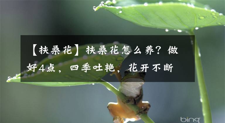 【扶桑花】扶桑花怎么养?做好4点,四季吐艳,花开不断