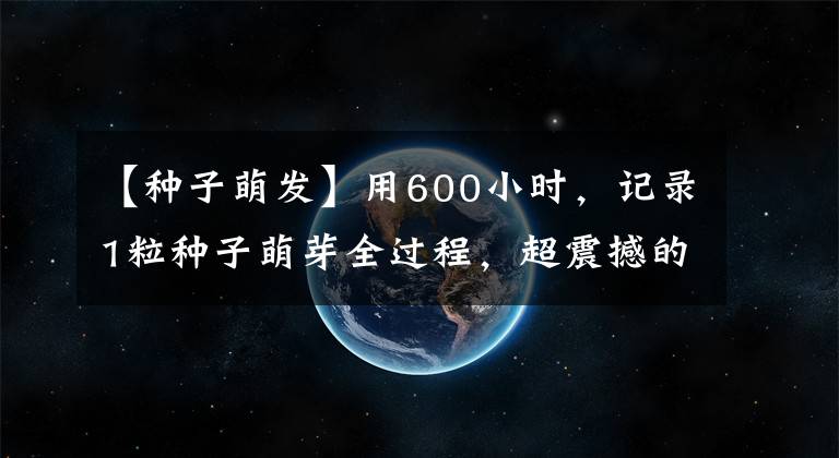 【种子萌发】用600小时，记录1粒种子萌芽全过程，超震撼的延时摄影