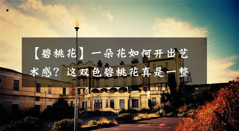 【碧桃花】一朵花如何开出艺术感？这双色碧桃花真是一整个美住了