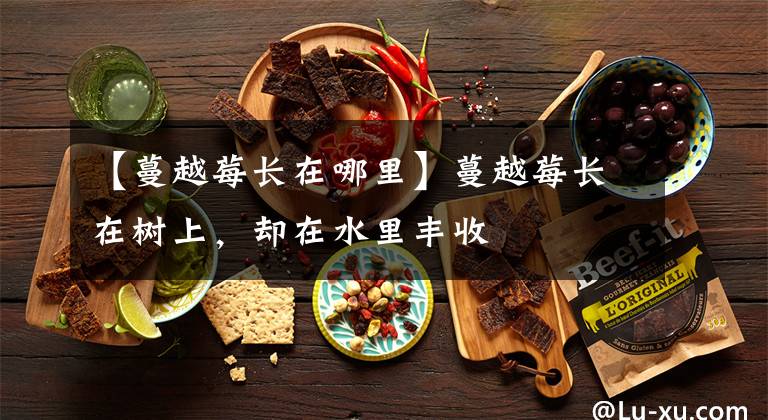 【蔓越莓长在哪里】蔓越莓长在树上，却在水里丰收