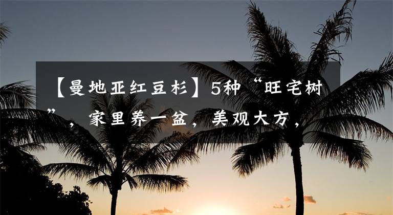 【曼地亚红豆杉】5种“旺宅树”，家里养一盆，美观大方，寓意好