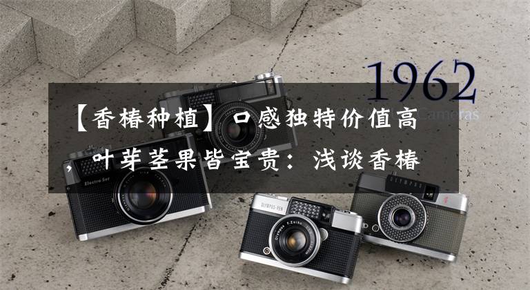 【香椿种植】口感独特价值高,叶芽茎果皆宝贵:浅谈香椿种植技术