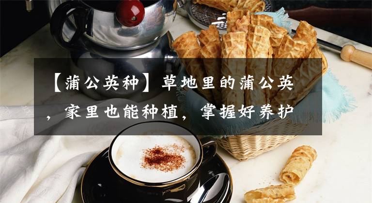 【蒲公英种】草地里的蒲公英,家里也能种植,掌握好养护方法,养护也能变简单