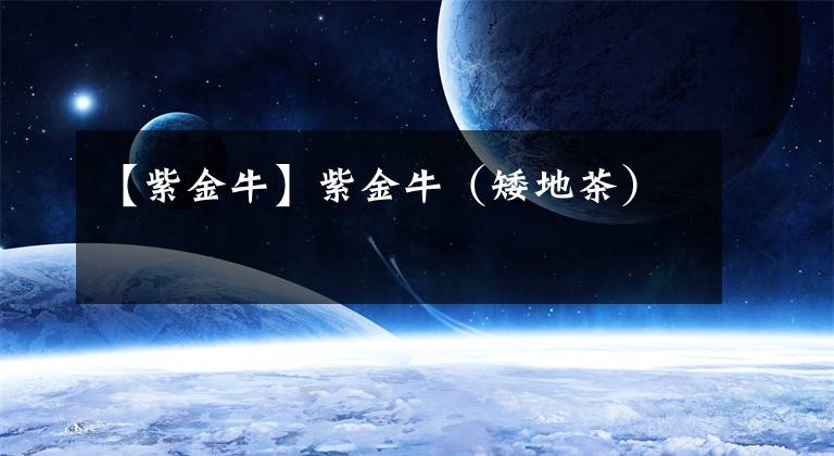 【紫金牛】紫金牛(矮地茶)