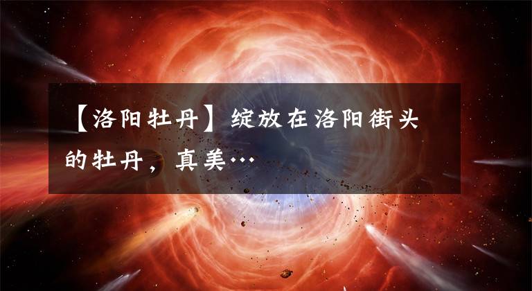 【洛阳牡丹】绽放在洛阳街头的牡丹,真美…