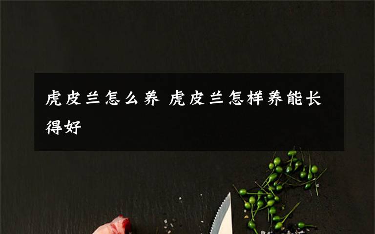 虎皮兰怎么养 虎皮兰怎样养能长得好