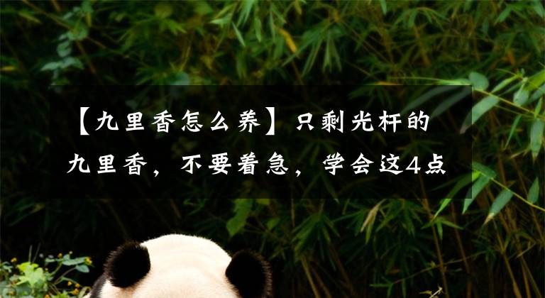 【九里香怎么养】只剩光杆的九里香，不要着急，学会这4点萌发新芽