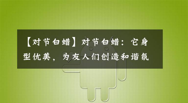 【对节白蜡】对节白蜡:它身型优美,为友人们创造和谐氛围