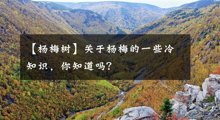 【杨梅树】关于杨梅的一些冷知识,你知道吗?
