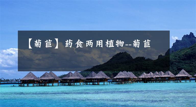 【菊苣】药食两用植物--菊苣