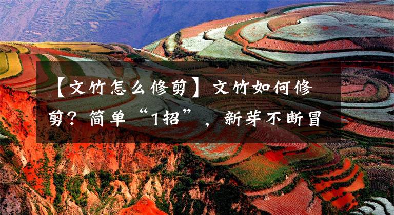 【文竹怎么修剪】文竹如何修剪？简单“1招”，新芽不断冒，株型漂亮，茁壮茂盛