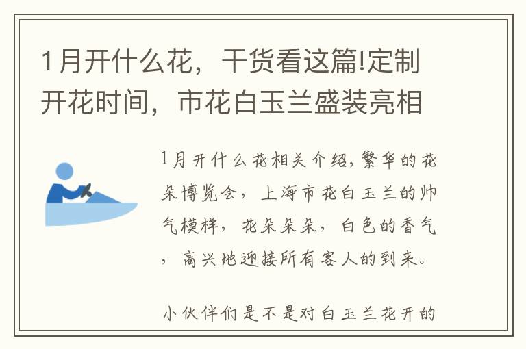 1月开什么花,干货看这篇!定制开花时间,市花白玉兰盛装亮相