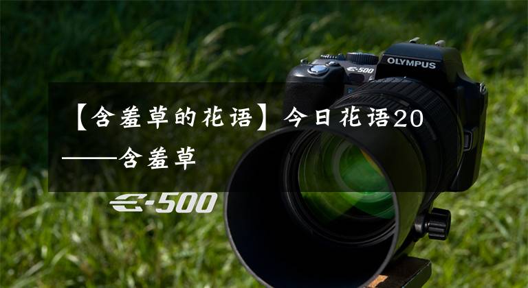 【含羞草的花语】今日花语20——含羞草