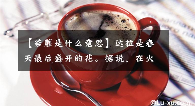 【荼蘼是什么意思】达拉是春天最后盛开的花。据说,在火灾中看到这朵花的人,恶人会被除掉。