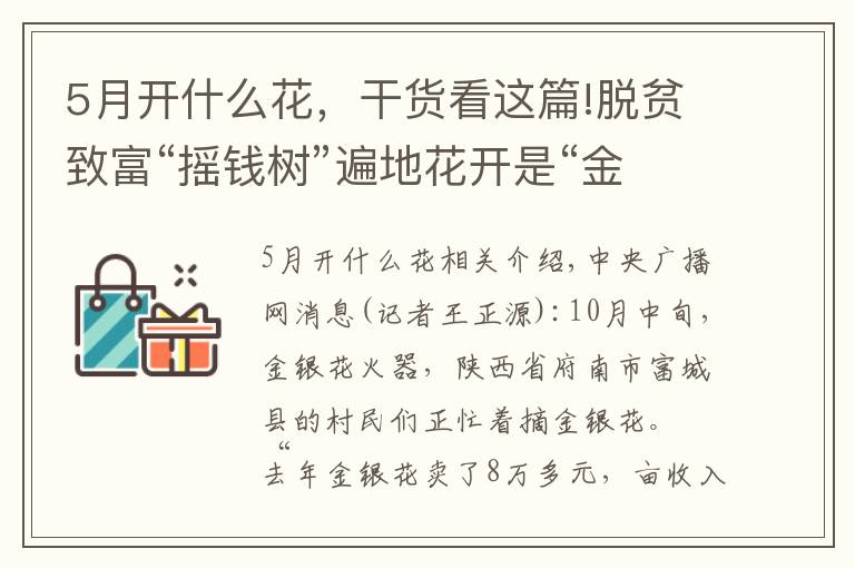 5月开什么花,干货看这篇!脱贫致富“摇钱树”遍地花开是“金银”