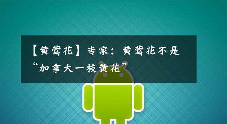 【黄莺花】专家：黄莺花不是“加拿大一枝黄花”