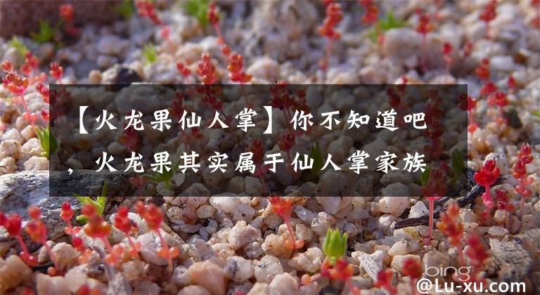 【火龙果仙人掌】你不知道吧,火龙果其实属于仙人掌家族