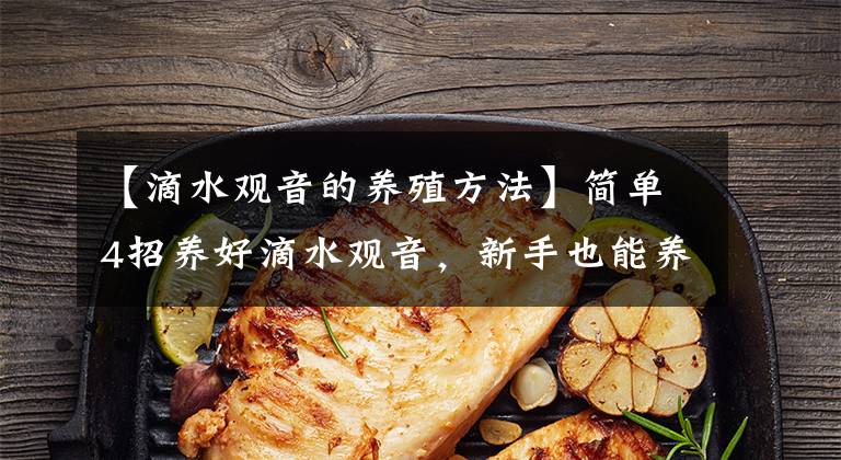 【滴水观音的养殖方法】简单4招养好滴水观音，新手也能养的很茂盛！