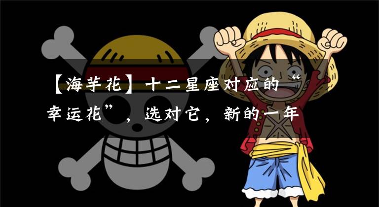 【海芋花】十二星座对应的“幸运花”，选对它，新的一年，运势也会慢慢变好