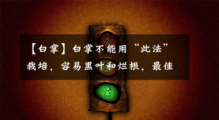 【白掌】白掌不能用“此法”栽培,容易黑叶和烂根,最佳栽培方法在这里