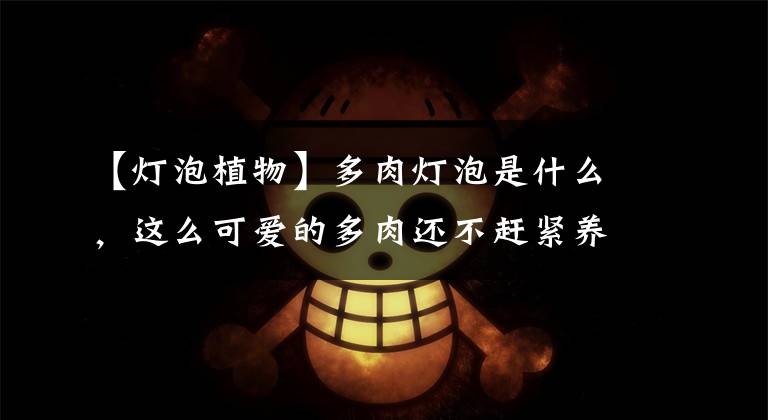 【灯泡植物】多肉灯泡是什么,这么可爱的多肉还不赶紧养一盆?