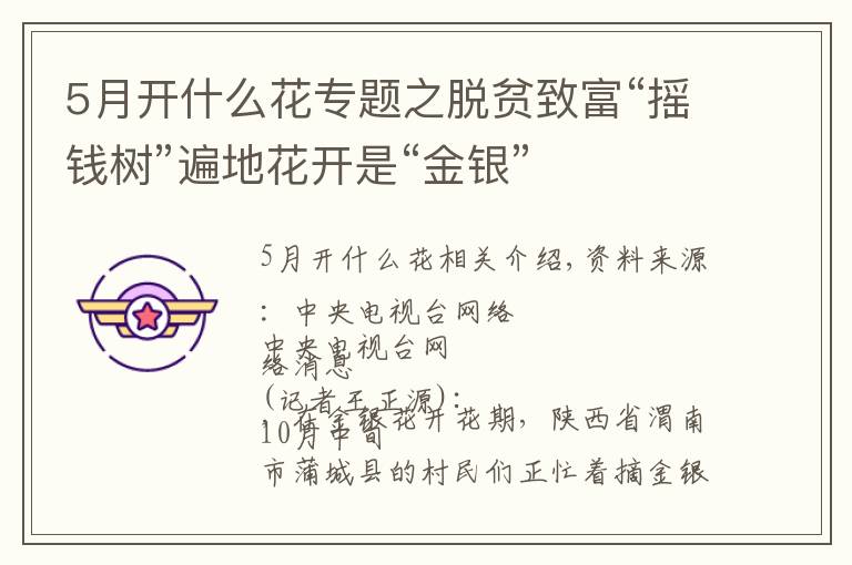 5月开什么花专题之脱贫致富“摇钱树”遍地花开是“金银”