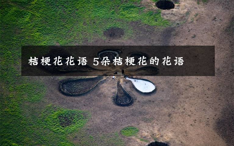 桔梗花花语 5朵桔梗花的花语